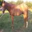 heza